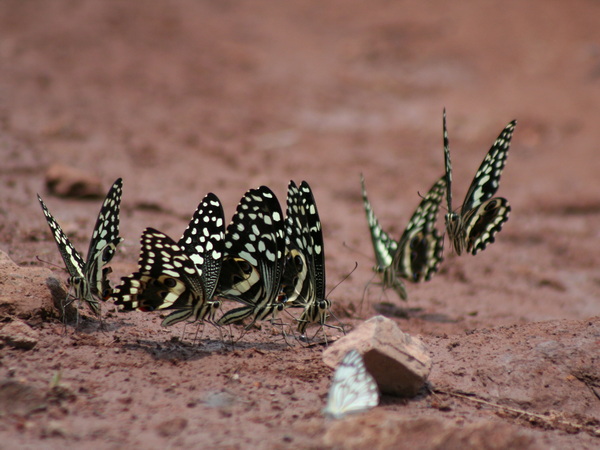 Siti contaminati: i dati ISPRA e il quadro normativo